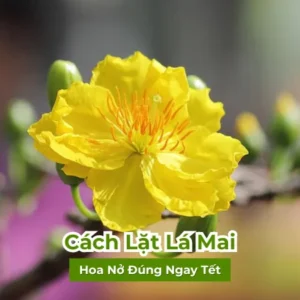 Cách Lặt Lá Mai Nở Đúng Tết