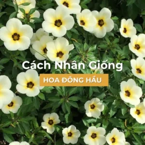 Cách Nhân Giống Hoa Đông Hầu bằng tách bụi