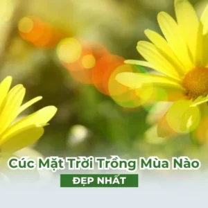 Cúc Mặt Trời Trồng Mùa Nào