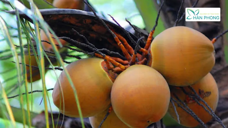 Kỹ thuật trồng dừa xiêm lùn đỏ Malaysia