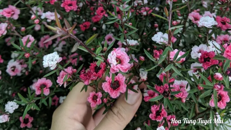 Cách trồng cây hoa Tùng Tuyết Mai