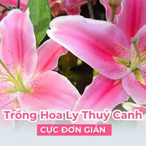 Trồng Hoa Ly Thuỷ Canh