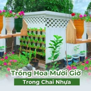 Cách Trồng Hoa Mười Giờ Trong Chai Nhựa