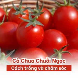 Cách trồng và chăm sóc cà chua chuỗi ngọc tại nhà