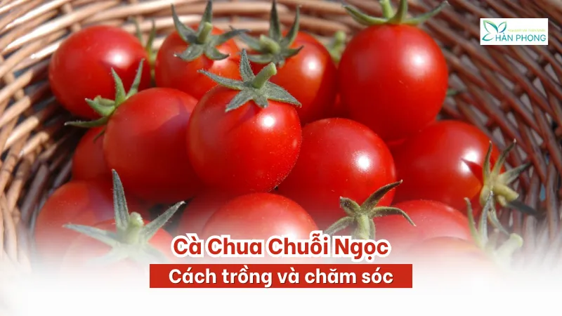 Cách trồng và chăm sóc cà chua chuỗi ngọc tại nhà