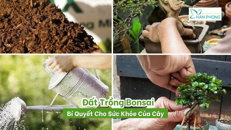 Giá thể bonsai là gì?