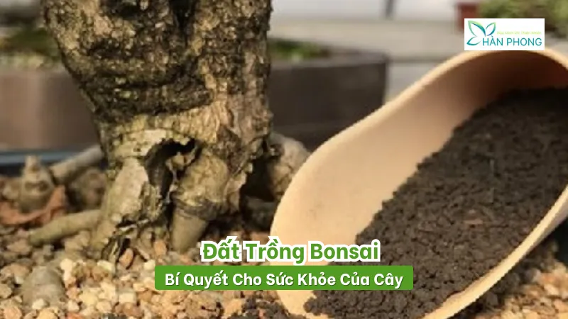 Cách làm đất trồng Bonsai