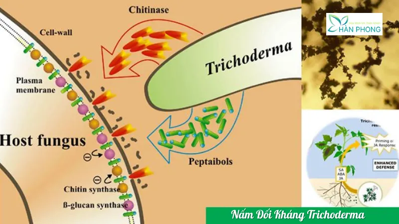 Tác dụng của nấm Trichoderma